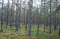 Rostoczek 11.2008 042